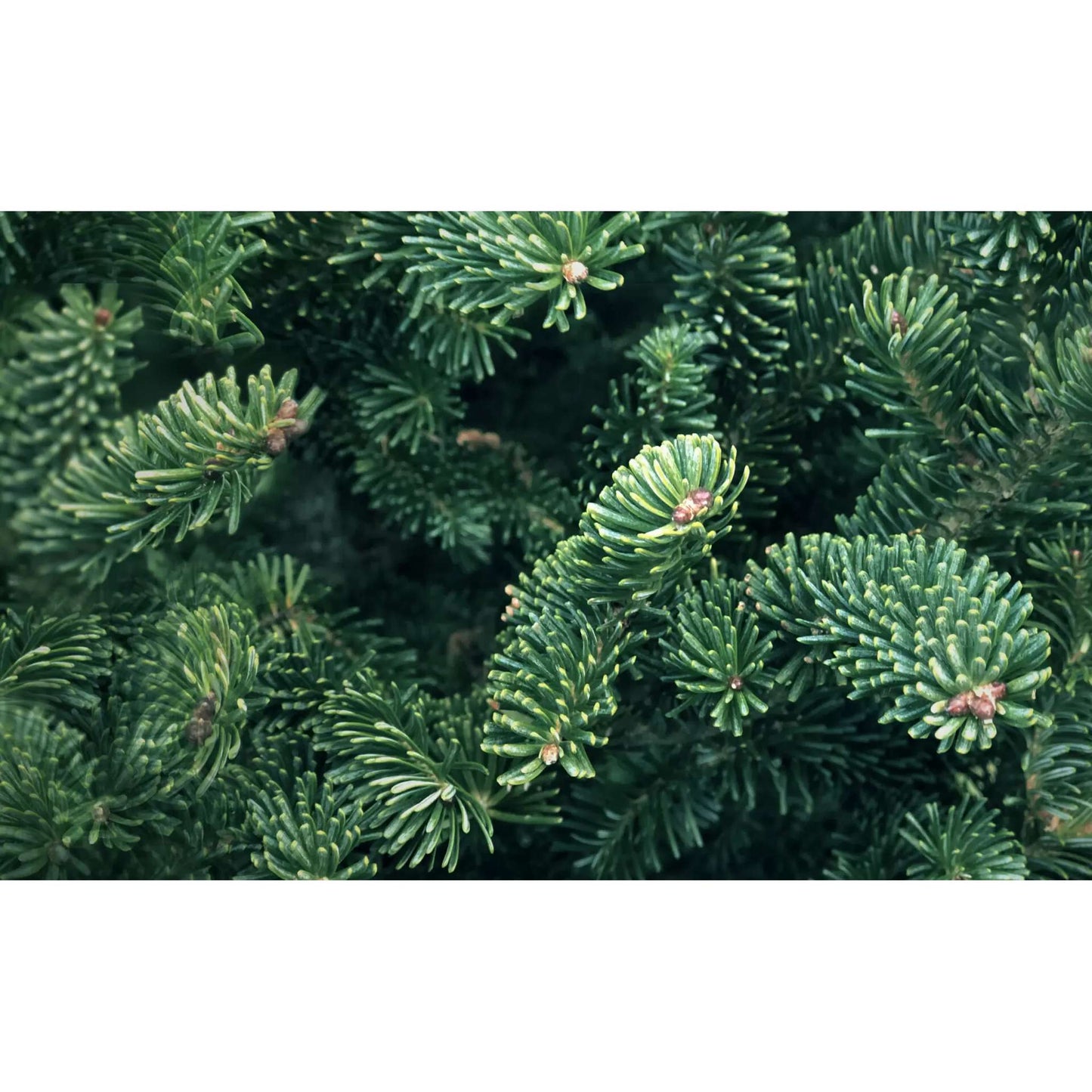 Live Hand-made 24 Inch Front Facing Fraser Fir Wreath