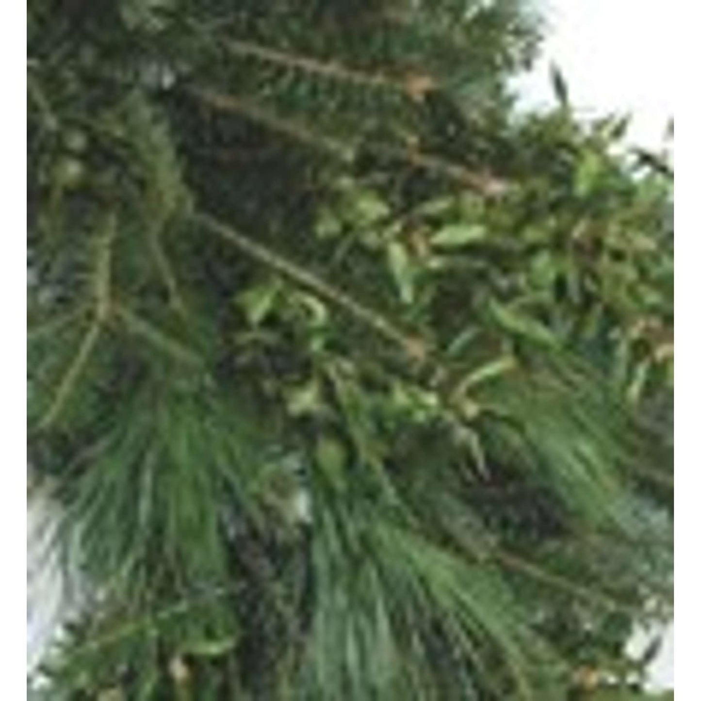 Live Hand-made 24 Inch Front Facing Mixed Greenery Wreath with Customizable Bow